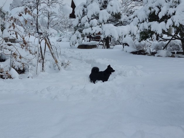 눈밭에서 뛰어놀고 있는 강아지.(자료사진)ⓒ News1 DB