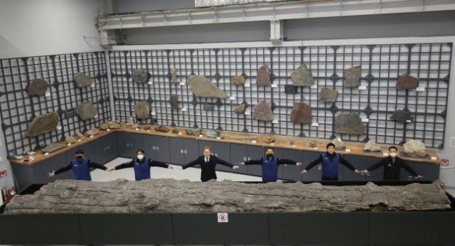 포항 금광리 신생대 나무화석은 한국에서 가장 큰 나무화석이다. 국립문화재연구원 천연기념물센터