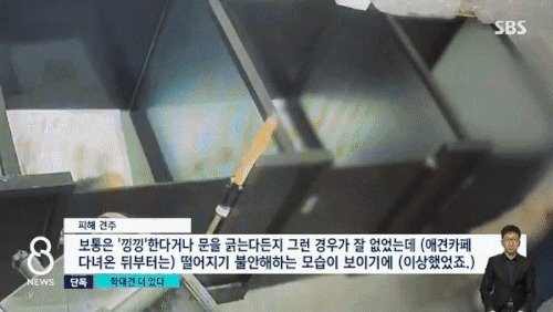 강아지들을 집어던지고 발로 차는 A씨. (CJB청주방송)