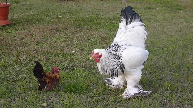 일반 닭(왼쪽)과 브라마 닭. 브라마 닭은 세계에서 가장 몸집이 큰 걸로 유명하다. 유튜브 ‘Farma Skydra’ 갈무리