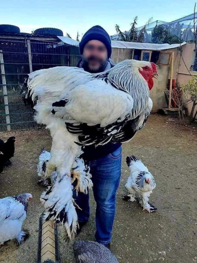 브라마 닭을 들고 있는 한 성인 남성. 트위터 ‘@Gventbaby’ 갈무리