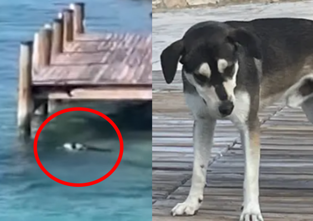 지난 15일(현지시간) 남아메리카 바하마에 위치한 엑수마섬(The Exumas)에서 개가 바닷속 귀상어를 향해 뛰어든 모습이 포착됐다. 인스타그램 갈무리