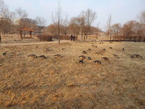 파주 운정호수공원 산책로 주변에서 시민들이 산책을 즐기고 있는 가운데 기러기들이 모여 있다. 파주시청 제공