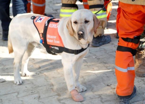 On the morning of the 12th (local time) in Turkey, Turkey, Hatay Antakya, Korea Emergency Rescue Team (KDRT)'s special rescue dog 'Tobaekyi' bandages his right forefoot due to an injury during a rescue operation.  news 1