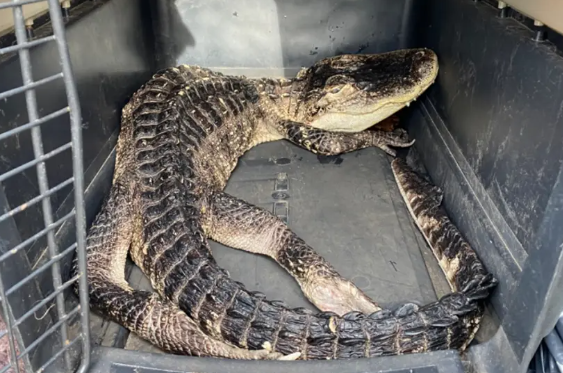지난 19일 오전 8시 30분경 미국 뉴욕 브루클린 내 프로스펙트 공원에서 발견된 약 1.2m(4피트) 길이의 악어가 브롱크스 동물원으로 이동하고 있다. 미국 뉴욕 프로스펙트 공원