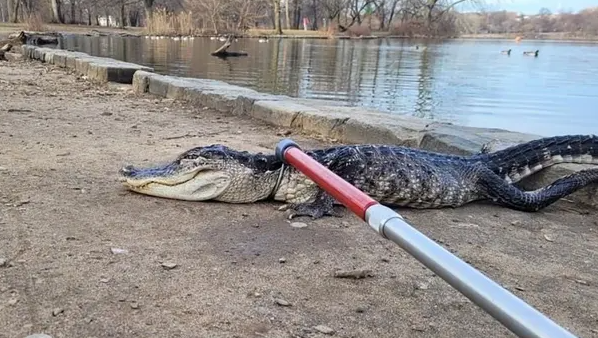 지난 19일 오전 8시 30분경 미국 뉴욕 브루클린 내 프로스펙트 공원에서 발견된 약 1.2m(4피트) 길이의 악어. 미국 뉴욕 프로스펙트 공원