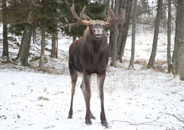 말코손바닥사슴(무스·Moose)은 현존하는 최대 크기의 사슴으로 알려져 있다. GettyImages