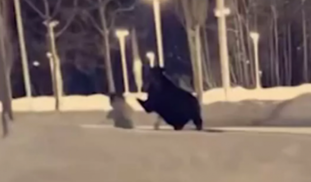 미국의 한 여성이 개와 산책하던 중 말코손바닥사슴(무스·Moose)에게 뒤통수를 맞았다. NBC 뉴스 유튜브 갈무리