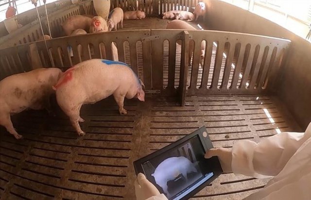 양돈 모바일 체중 관리기 뷰로 돼지의 몸무게를 측정하는 모습. 출처 = 일루베이션