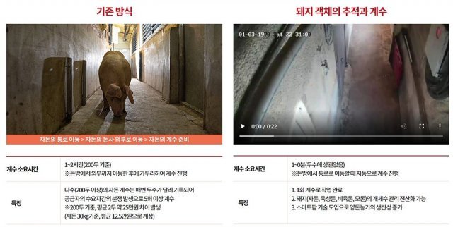 기존 기술(왼쪽)과 일루베이션의 고정형 양돈출하선별 스테이션과의 비교. 출처 = 일루베이션