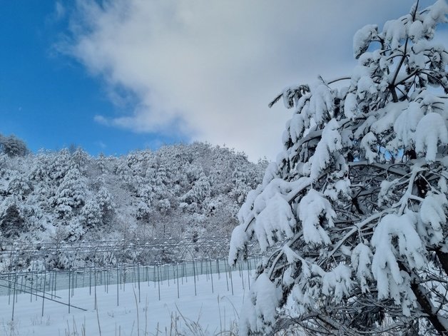 16일 강원 왕산면 대기리 일대가 눈으로 덮여 있다. 왕산면 일대는 지난 주말 최대 20㎝의 폭설이 내렸다. 2023.1.16/뉴스1