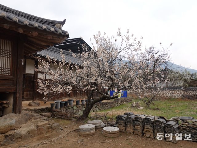 봄꽃이 핀 전남 구례군의 운조루. 조선시대 전통가옥은 방과 방위에 맞추어 적절한 꽃나무를 심었다.