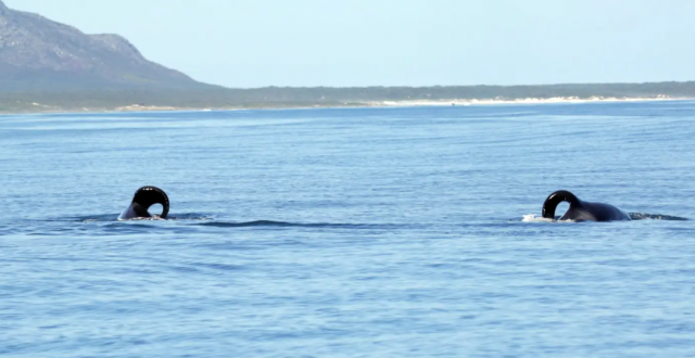 남아프리카공화국 케이프타운 간스바이 해안에 서식하는 걸로 알려진 암컷 범고래 포트(왼쪽)와 스탠보드. 페이스북(@Dyer Island Conservation Trust) 갈무리
