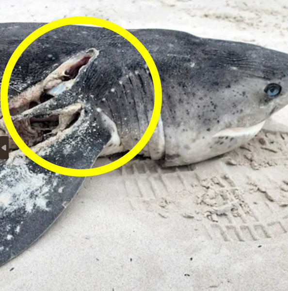 지난달 24일 남아프리카공화국 케이프타운 간스바이 해안에서 발견된 백상아리 사체. 페이스북(@Dyer Island Conservation Trust) 갈무리