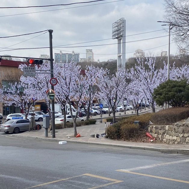 A씨가 만개한 벚꽃나무로 착각한 ‘태극기 나무’를 멀리서 본 모습. 온라인 커뮤니티 갈무리