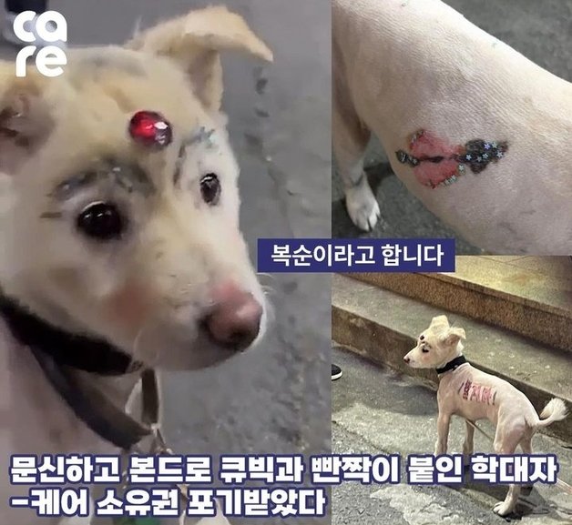 경북 경산에서 발견된 피학대견 ‘복순이’. (‘케어’ 인스타그램)