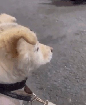 벌벌 떨고 있는 복순이. (‘케어’ 인스타그램)