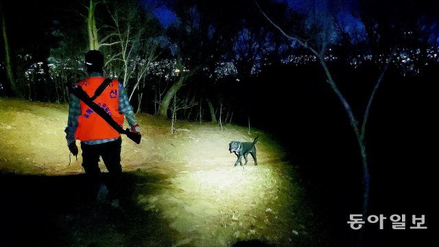 부산야생동물보호협회의 최민석 엽사(42)가 지난달 27일 밤 엽견들과 함께 멧돼지를 포획하기 위해 부산 화지산 중턱을 수색하고 
있다. 이 산에 사는 멧돼지의 주택가 출몰이 빈발하지만 엽견과 엽총을 활용한 포획에 적극적으로 나설 수 없어 엽사들이 멧돼지 
소탕에 애를 먹고 있다. 김화영 기자 run@donga.com