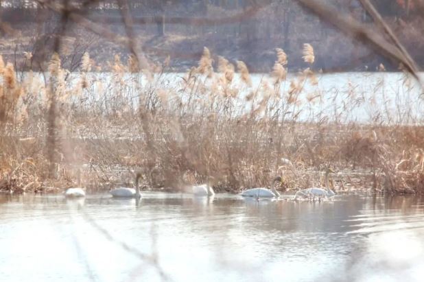 큰고니. 의왕도시공사 페이스북 갈무리