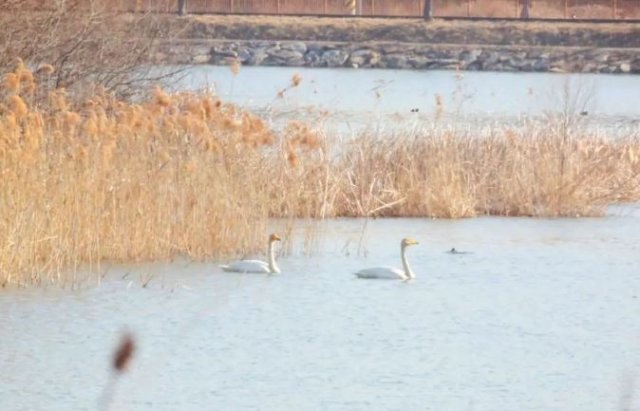 큰고니. 의왕도시공사 페이스북 갈무리