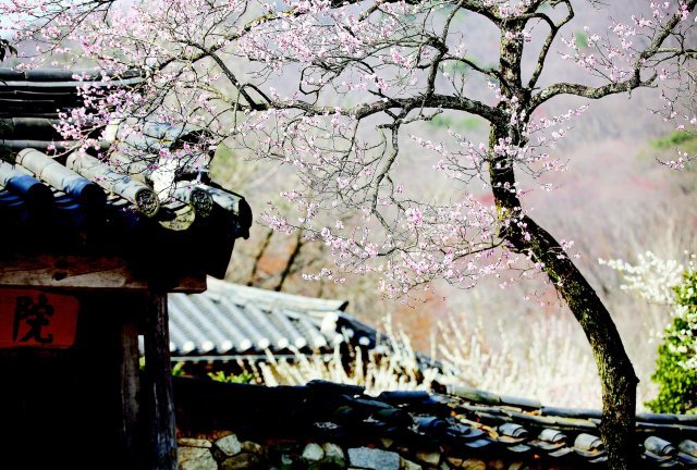 한국에서 가장 아름다운 사찰 풍광을 자랑하는 선암사는 매화인 선암매로 유명하다. 순천시 제공