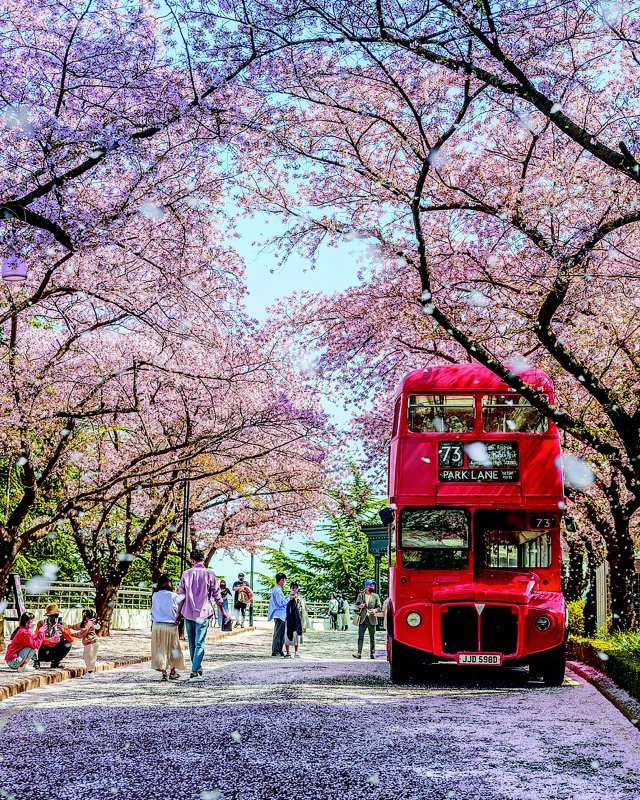 이월드 벚꽃축제 빨간버스.