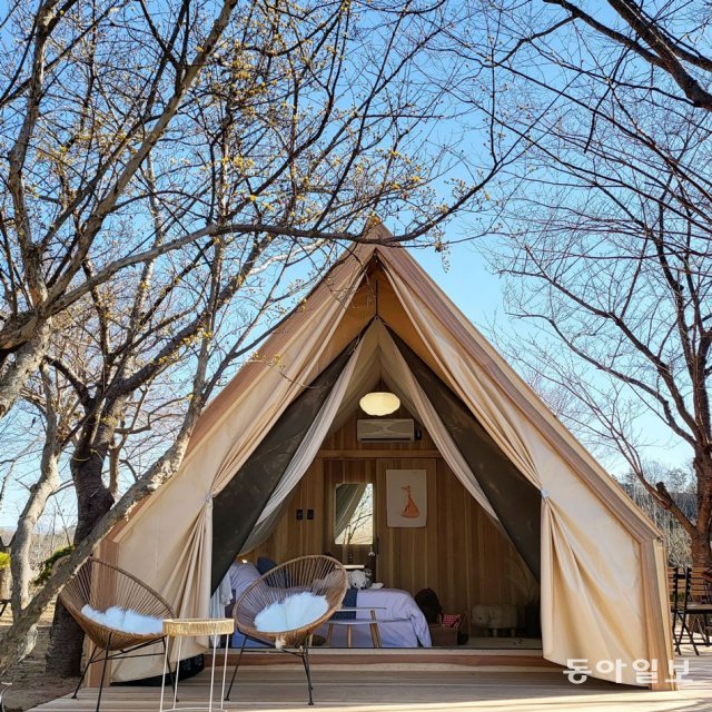 2023 순천만국제정원박람회 가든스테이 캐빈 사이에는 튤립, 양귀비, 작약, 금낭화, 루피너스가 만개해 관람객들을 반길 것으로 보인다. 이형주 기자 peneye09@donga.com