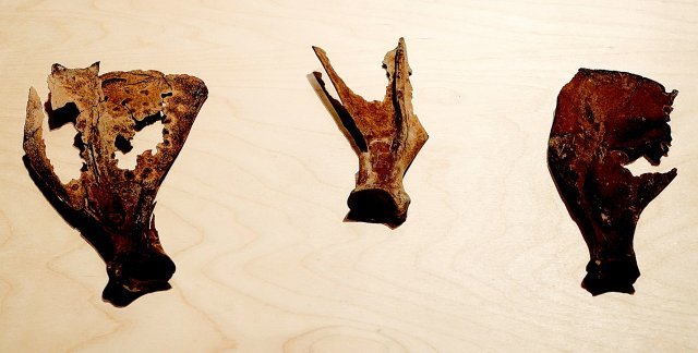2000년 전 마한에서 발견된 복골은 사슴의 어깨뼈를 이용해 점을 보던 도구였다. 미래에 대한 불안과 앞날에 대한 걱정은 점을 인류의 역사와 함께한 오랜 풍습으로 만들었다. 강인욱 교수 제공