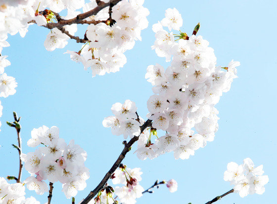 꽃샘추위가 찾아온 13일 제주시 도두봉에 벚꽃이 활짝 펴 봄 정취를 자아내고 있다. 2023.3.13. 뉴스1