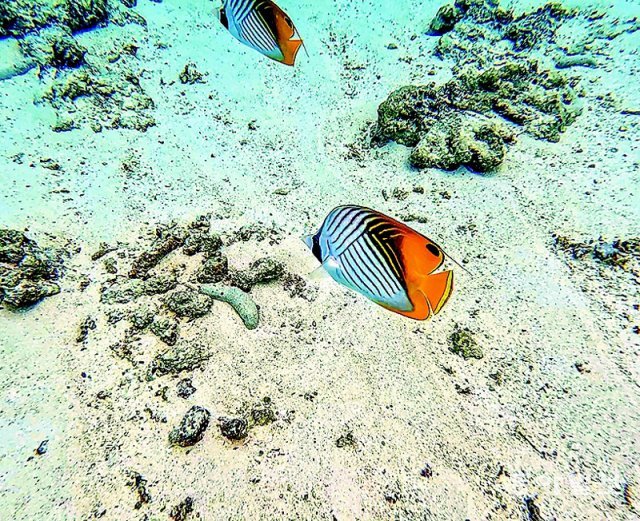 마나가하섬에서는 얕은 물가에서도 유유히 헤엄치는 형형색색의 열대어를 쉽게 만날 수 있다.