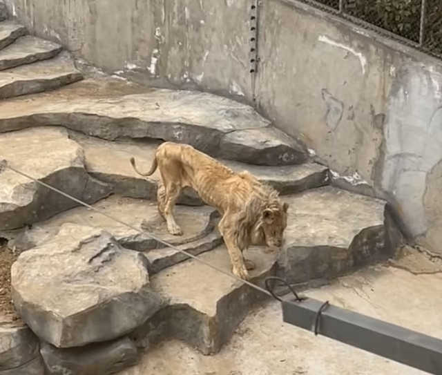 중국 난징의 한 동물원에서 수사자가 계단을 휘청거리며 내려오는 모습. (영국 데일리 메일 갈무리)