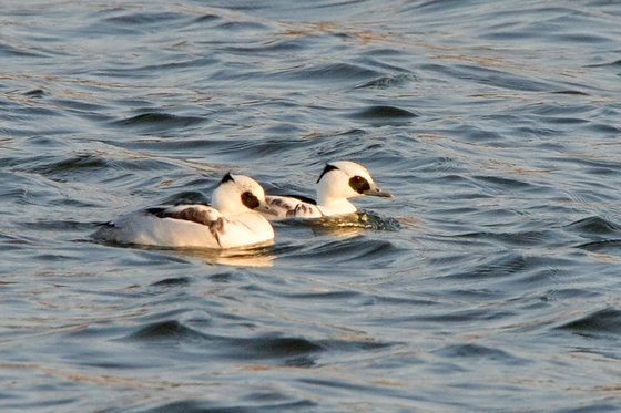 흰비오리. ⓒ News1