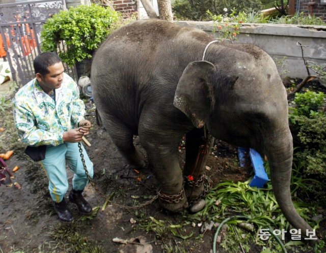2005년 4월 20일 서울 능동 어린이대공원 공연장에서 탈출한 코끼리 한 마리가 인근 한 가정집 마당에 들어가자 조련사가 달래고 있다. 신원건 기자 laputa@donga.com