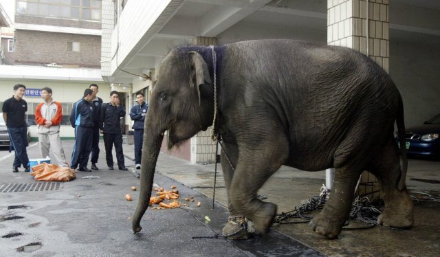 2005년 4월 20일 서울 능동 어린이대공원 공연장에서 탈출한 코끼리 한 마리가 동부경찰서 마당에 발목이 쇠사슬로 묶인 채 인계를 기다리고 있다. 신원건 기자 laputa@donga.com