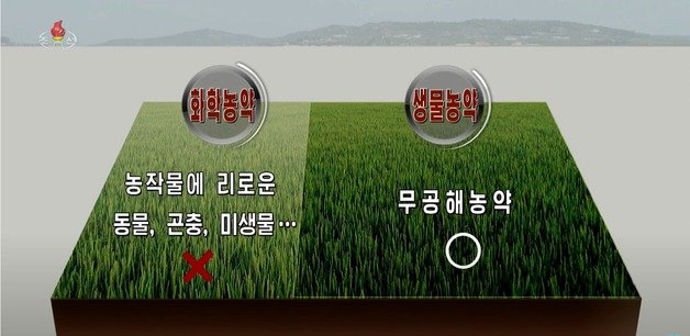 조선중앙TV가 22일 보도에서 ‘유기농법’의 이점을 선전하고 있다. 조선중앙TV 갈무리 ⓒ News1