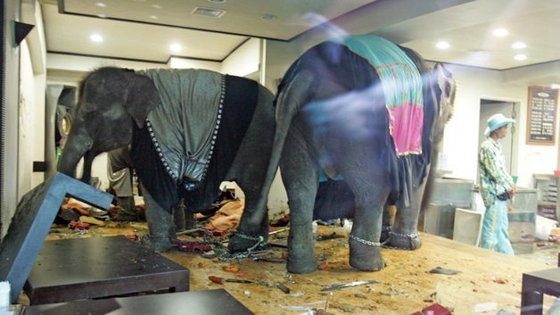 2005년 4월 어린이대공원에서 탈출해 거리를 활보하던 코끼리가 식당에 쳐들어간 모습. (온라인 커뮤니티 갈무리)
