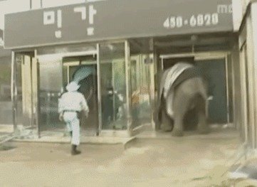 2005년 4월 서울어린이대공원에서 탈출한 코끼리들이 광진구 화양동의 한 식당을 습격한 모습. (MBC)