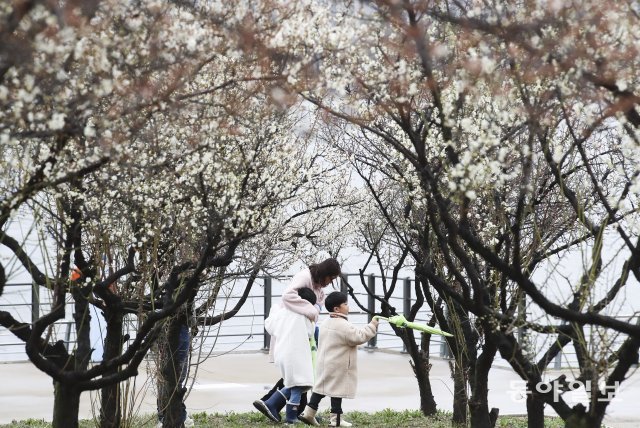12일 두꺼운 옷을 입고 한강시민공원 여의도 지구를 찾은 시민들이 개화를 시작한 매화 나무 사이로 지나고 있다. 원대연 기자 yeon72@donga.com