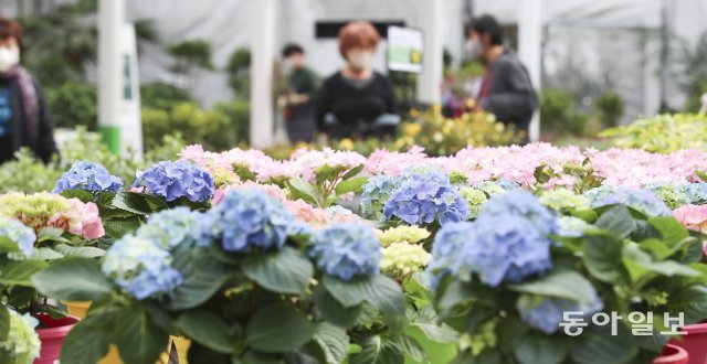 봄을 맞아 개구리가 겨울잠에서 깨어난 다는 절기 경칩을 앞두고 3일 고양시 한국화훼농협을 찾은 시민들이 봄을 맞아 꽃을 고르고 있다. 원대연 기자 yeon72@donga.com