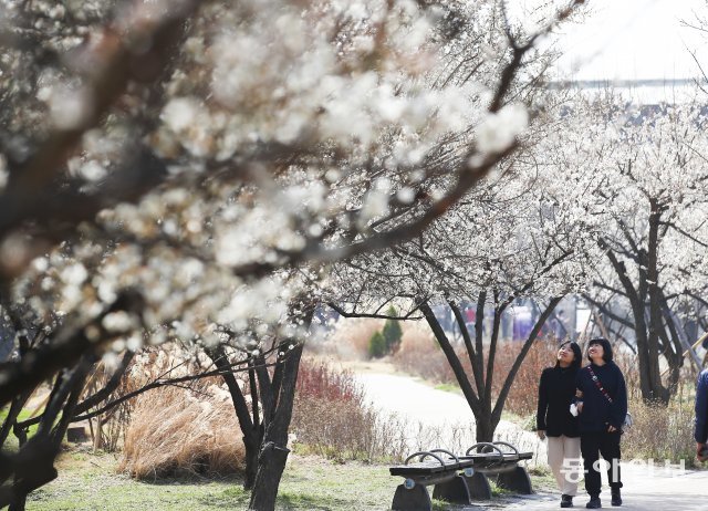 낮과 밤의 길이가 같아지는 절기 춘분인 21일 성동구 용답역 인근 청계천 매화거리를 찾은 시민들이 활짝 핀 매화 사이를 걷고 있다. 원대연 기자 yeon72@donga.com