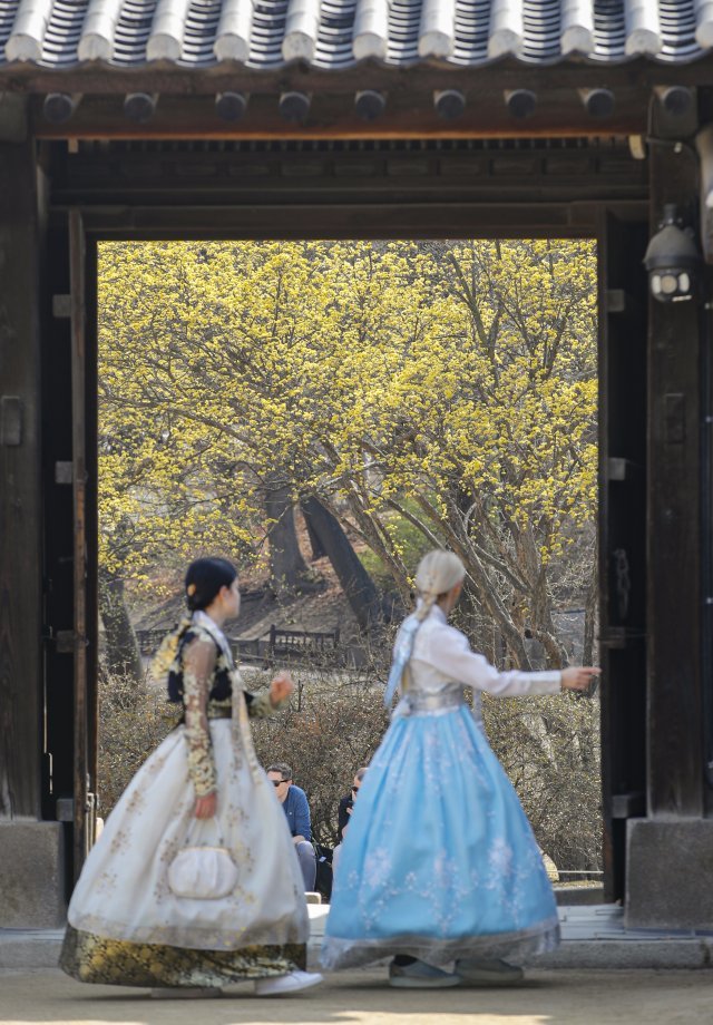 절기상 춘분(春分)인 21일 오후 서울 종로구 창덕궁에 산수유가 활짝 피어있다. 뉴스1