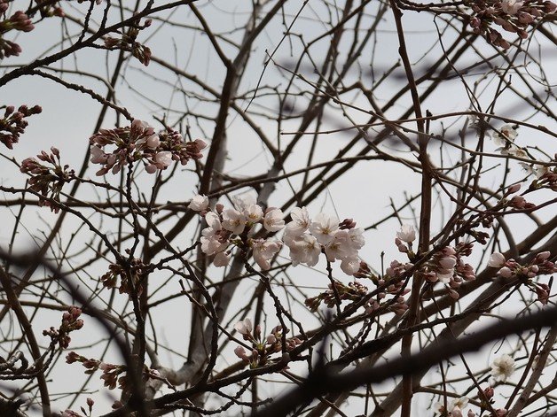 25일 서울 종로구 서울기상관측소 벚꽃 표준목에 벚꽃이 피어 있다. 기상청 제공