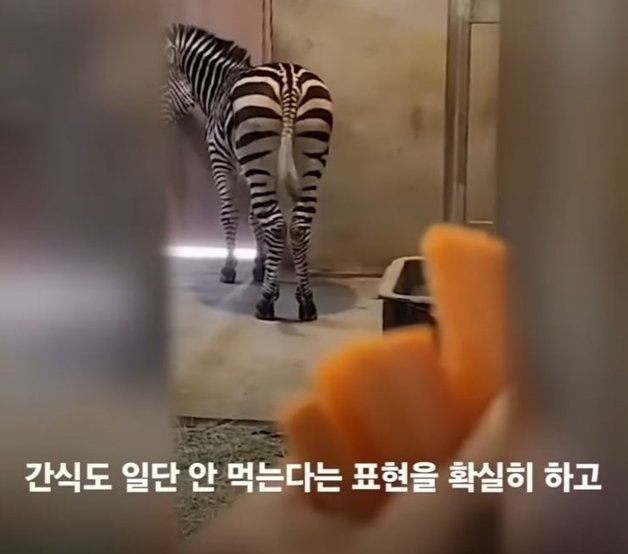 얼룩말 ‘세로’가 간식을 거부하고 있다. JTBC