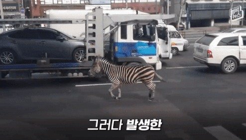 우리를 부수고 탈출해 도로를 누비다가 한 주택가 골목에서 포획된 세로. MBC