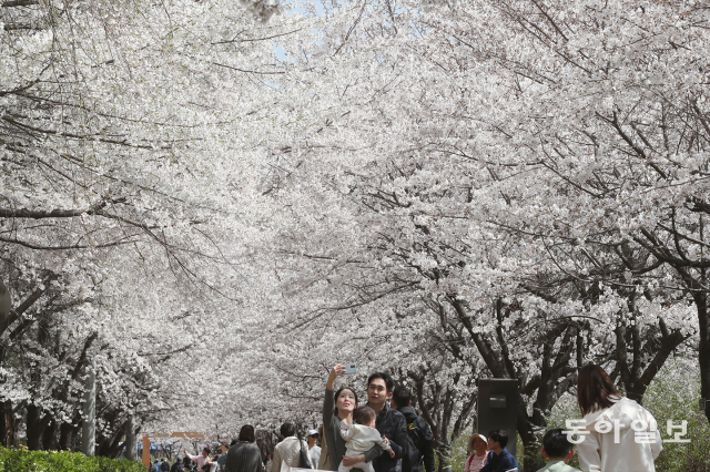 26일 서울 송파구 장지천을 찾은 상춘객들이 만개한 벚꽃을 배경으로 사진을 찍고 있다. 신원건 기자 laputa@donga.com