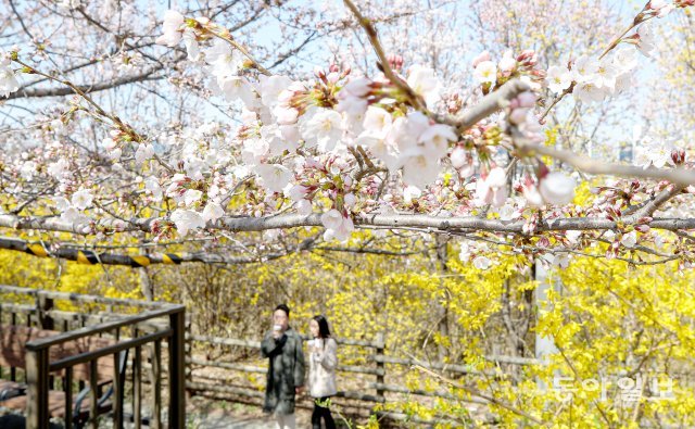 26일 오후 서울 여의도 윤중로에 벚꽃이 개화하기 시작했다. 송은석 기자 silverstone@donga.com