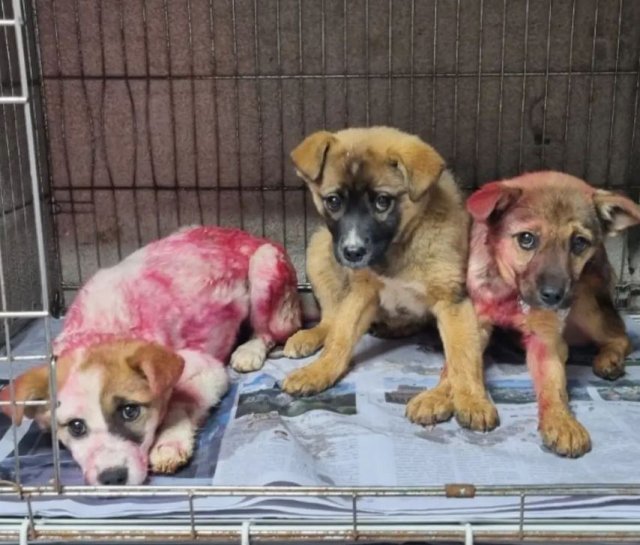 강아지 세 마리의 몸에 붉은색 래커가 칠해져 있다. 인스타그램 @furst_du 캡처