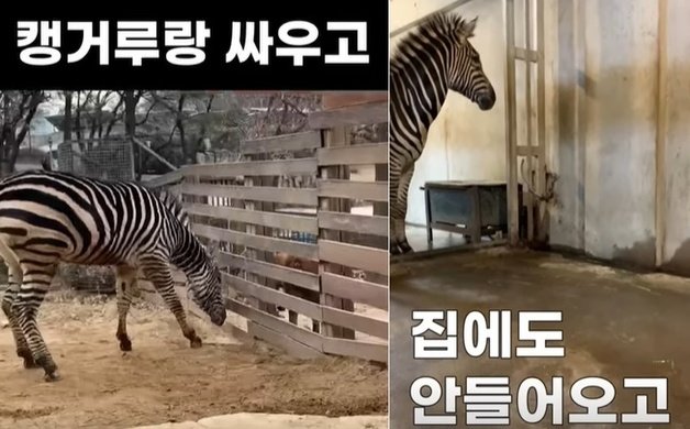 지난 23일 서울 어린이대공원 동물원에서 탈출했다가 3시간 동안 도심을 활보한 얼룩말 세로. (서울시설공단 유튜브 갈무리)