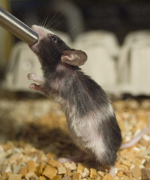 기억 관리와 관련한 뇌의 부위를 확인하는 실험에서 설탕물을 좋아하는 쥐의 습성이 활용됐다. 물을 마시는 애완용 쥐의 모습. 위키미디어 제공