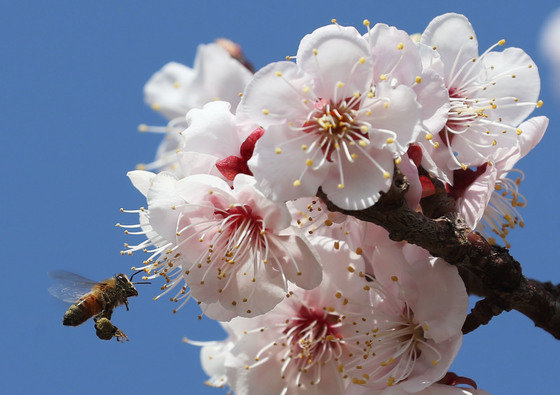전국 대부분 지역의 낮 최고기온이 20도 이상 올라가며 완연한 봄 날씨를 보인 30일 오전 경기 용인시 처인구 에버랜드 하늘정원길에서 꿀벌이 매화꽃에서 꿀을 따고 있다. 2023.3.30/뉴스1 ⓒ News1